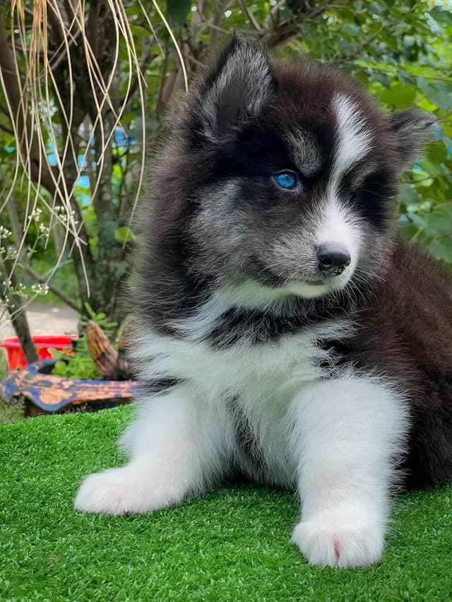 Siberian Husky Puppies For Sale | Thailand Purebred | Pedigree Certified | Health Guaranteed
