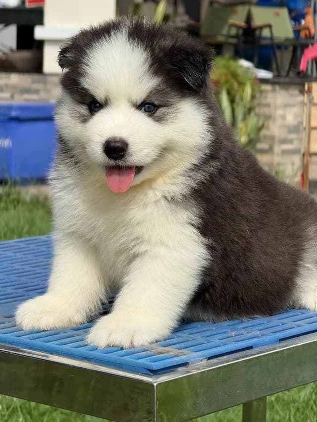 Siberian Husky Puppies For Sale | Thailand Purebred | Pedigree Certified | Health Guaranteed
