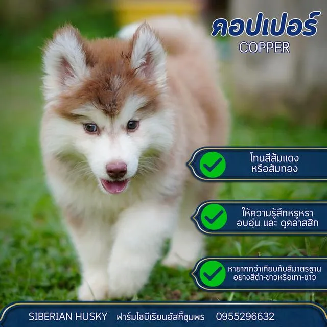 Siberian Husky Puppies For Sale | Thailand Purebred | Pedigree Certified | Health Guaranteed
