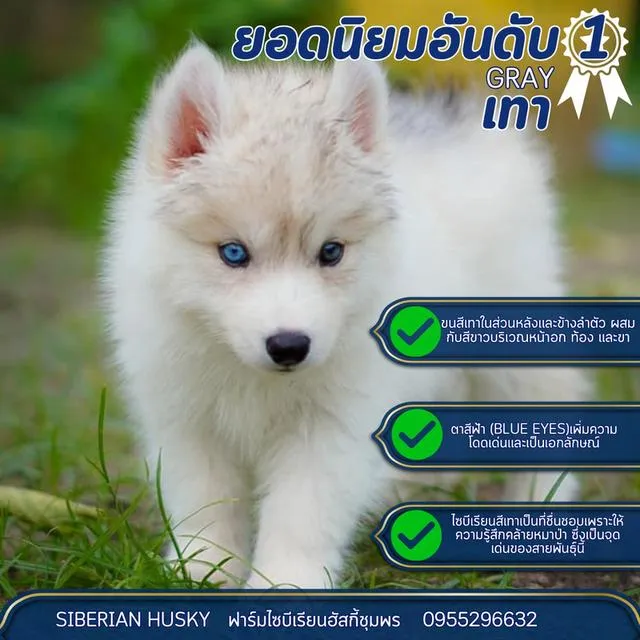 Siberian Husky Puppies For Sale | Thailand Purebred | Pedigree Certified | Health Guaranteed