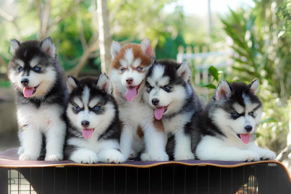 Siberian Husky Puppies For Sale | Thailand Purebred | Pedigree Certified | Health Guaranteed
