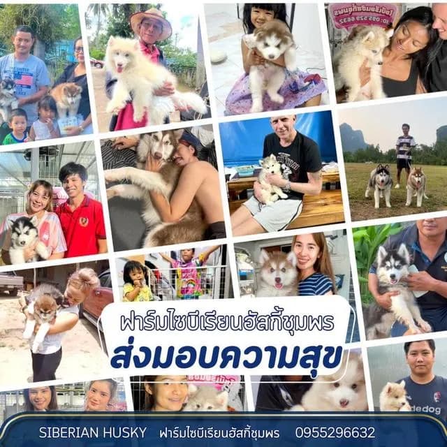 Siberian Husky Puppies For Sale | Thailand Purebred | Pedigree Certified | Health Guaranteed