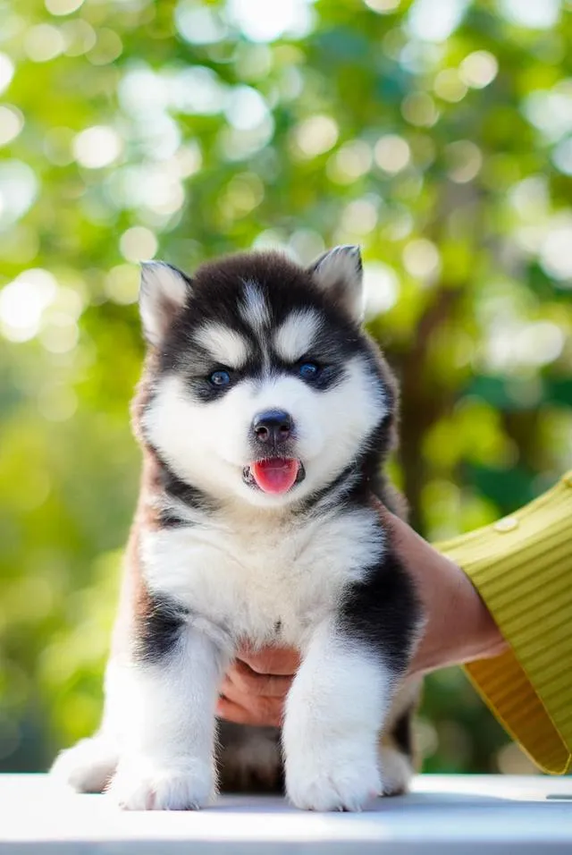 Siberian Husky Puppies For Sale | Thailand Purebred | Pedigree Certified | Health Guaranteed