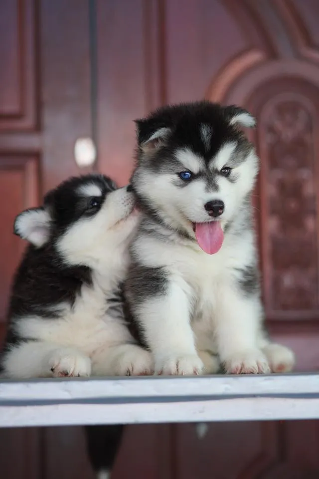 Siberian Husky Puppies For Sale | Thailand Purebred | Pedigree Certified | Health Guaranteed
