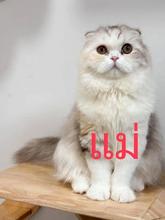 เด็กชาย มันช์กิ้นขาปกติ
