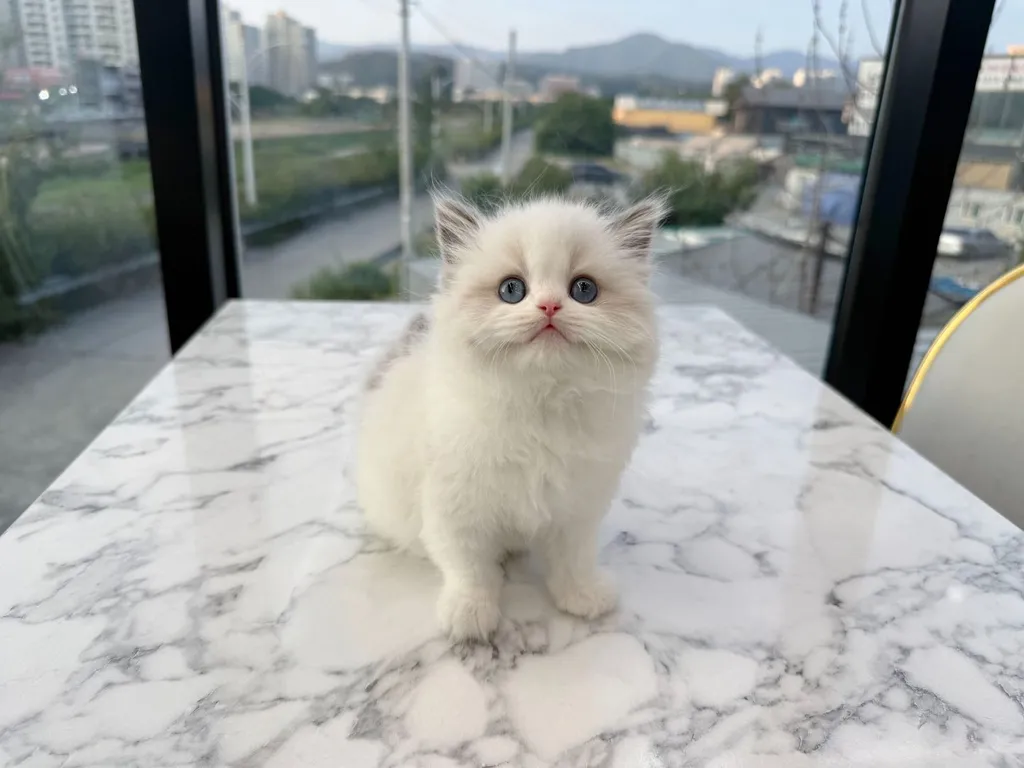 แร็กดอลล์ (Ragdoll)