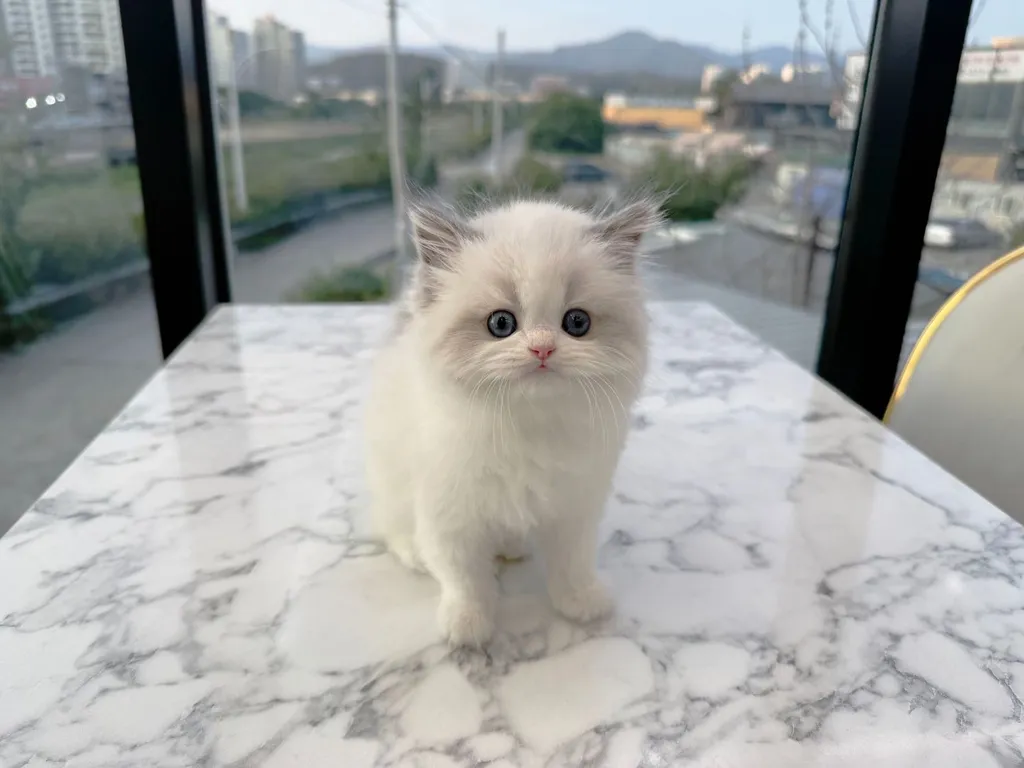 แร็กดอลล์ (Ragdoll)