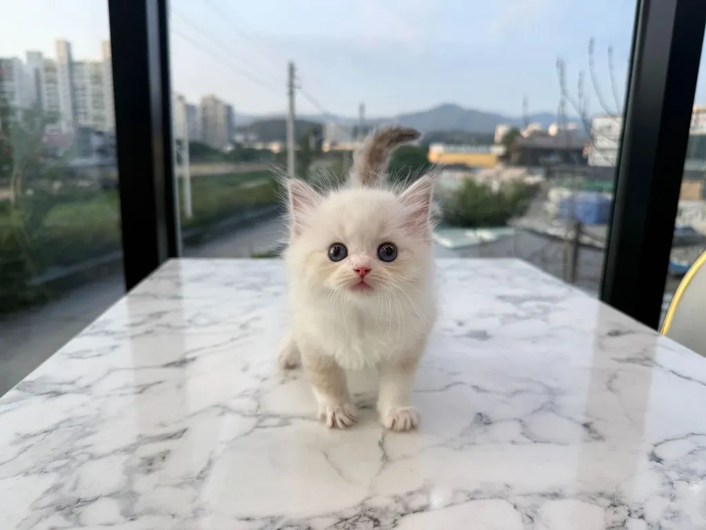 แร็กดอลล์ (Ragdoll)