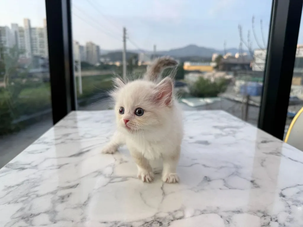 แร็กดอลล์ (Ragdoll)
