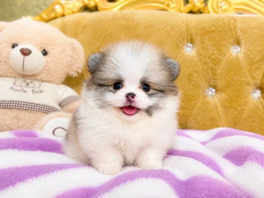 ลูกหมาปอมเมอเรเนียนแท้