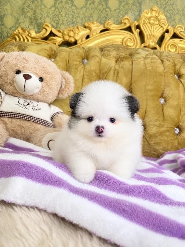 ลูกหมาปอมเมอเรเนียนแท้
