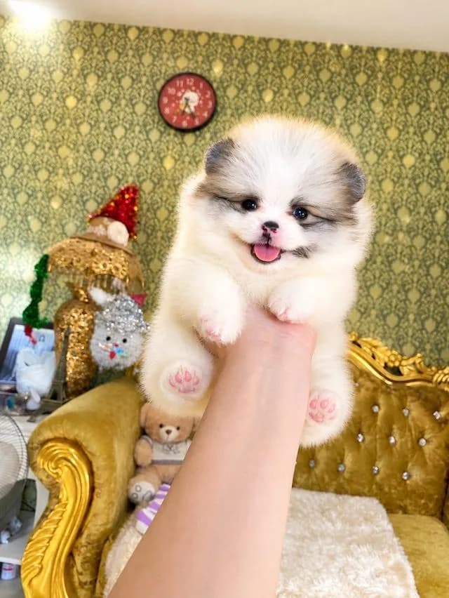 ลูกหมาปอมเมอเรเนียนแท้