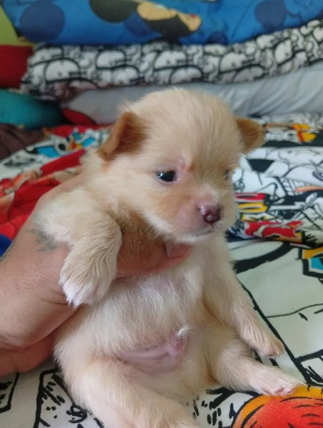 ลูกสุนัขปอมแท้พ่อแม่foxสมุทปราการ