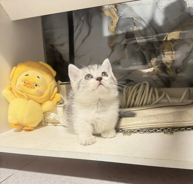 ลูกแมวมัชกิ้นขาสั้นน่ารัก