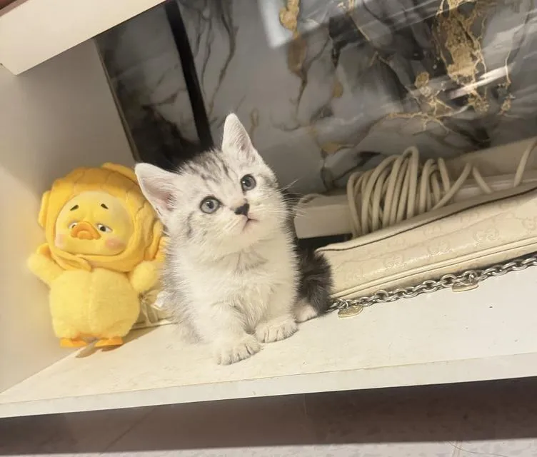 ลูกแมวมัชกิ้นขาสั้นน่ารัก