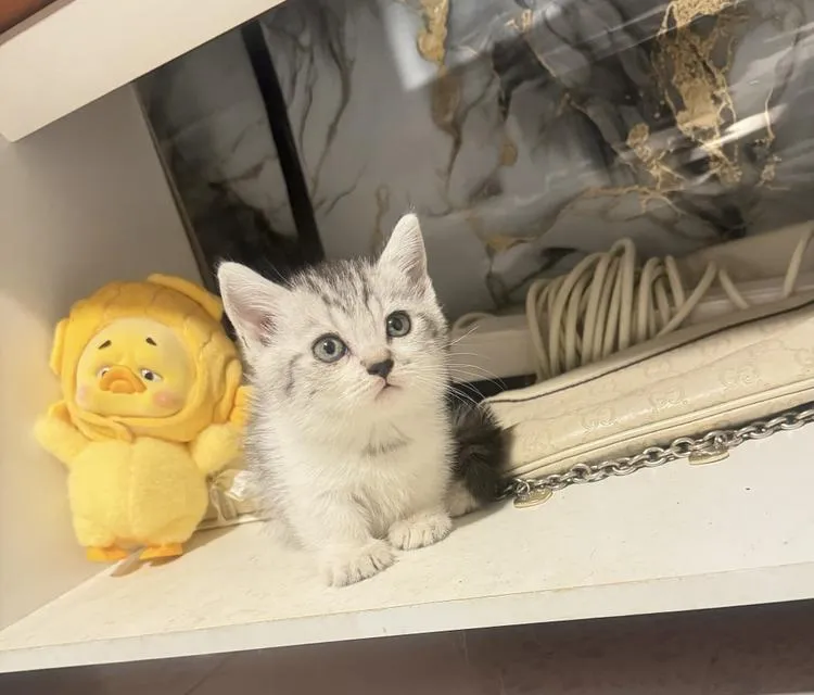 ลูกแมวมัชกิ้นขาสั้นน่ารัก