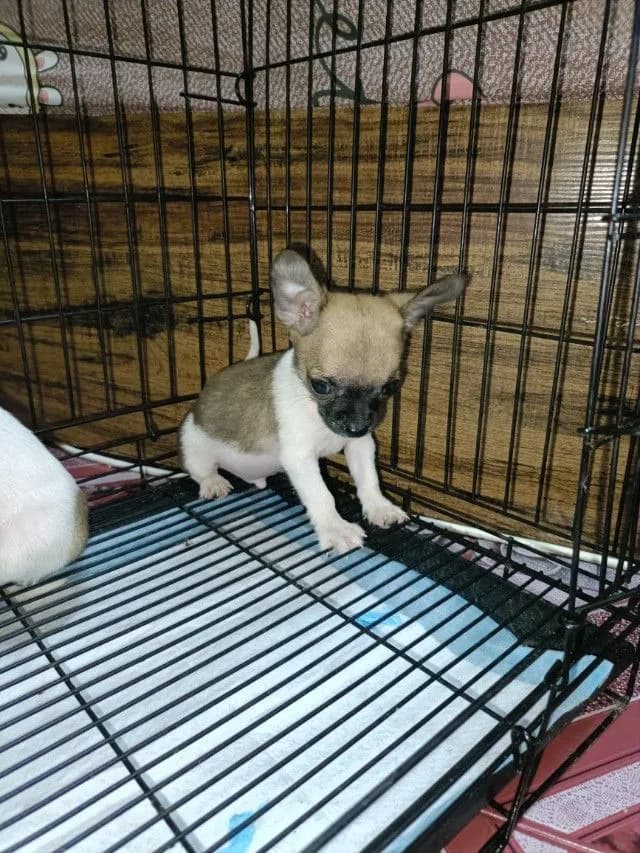 ชิวาวาแบบยก