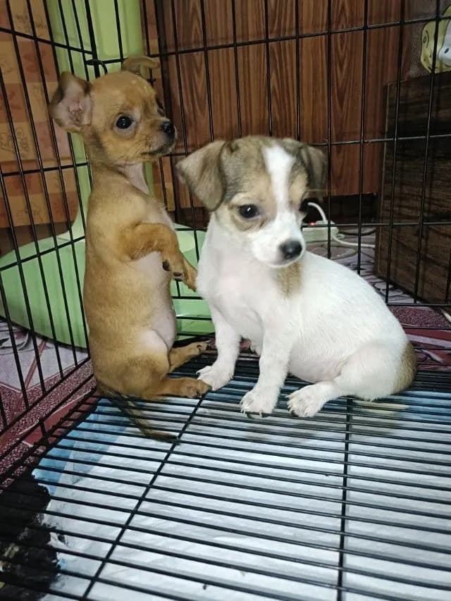 ชิวาวาแบบยก
