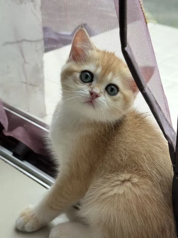 British Shorthair