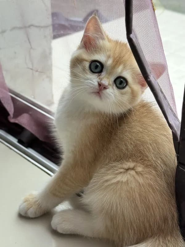 British Shorthair