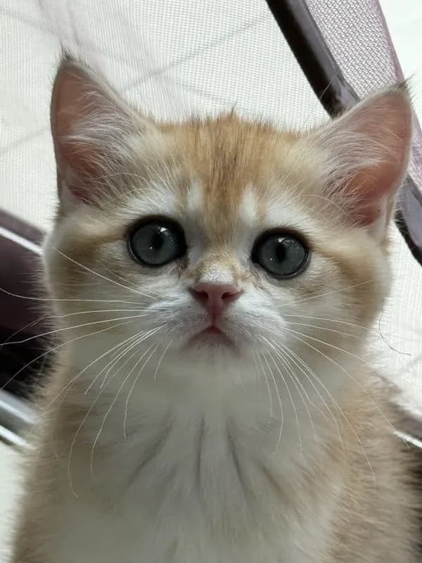 British Shorthair