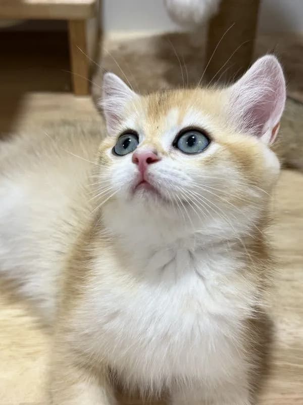 British Shorthair