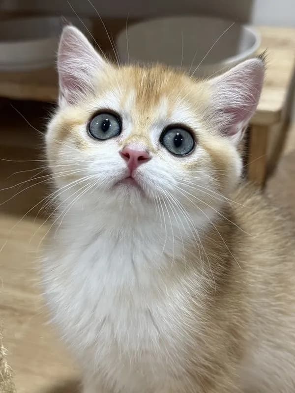British Shorthair