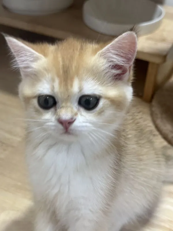 British Shorthair