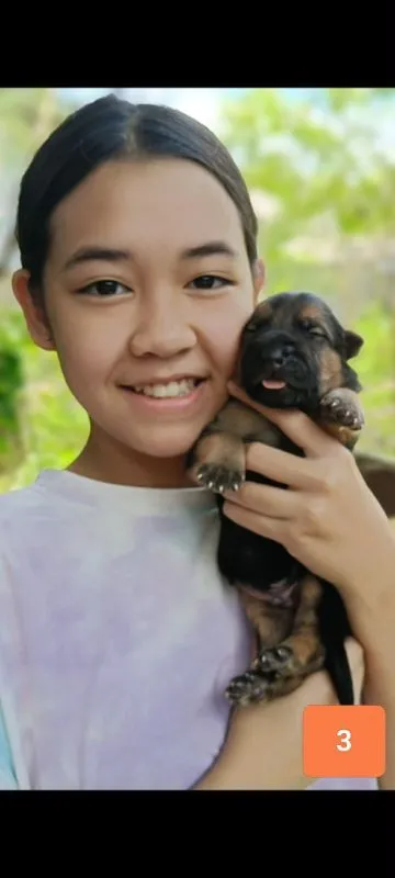 เยอรมันเชพเพิร์ดผู้3เปิดจอง