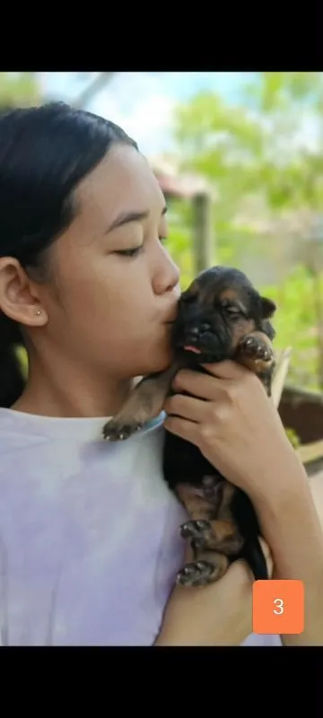 เยอรมันเชพเพิร์ดผู้3เปิดจอง