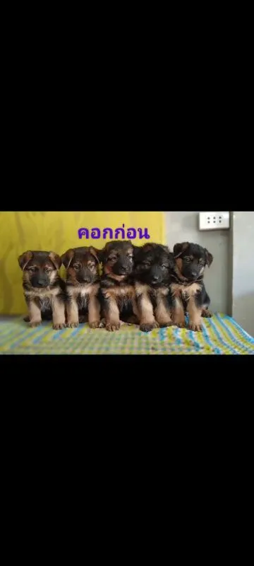 เยอรมันเชพเพิร์ดผู้3เปิดจอง