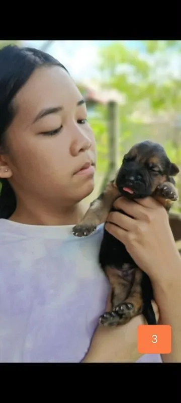 เยอรมันเชพเพิร์ดผู้3เปิดจอง