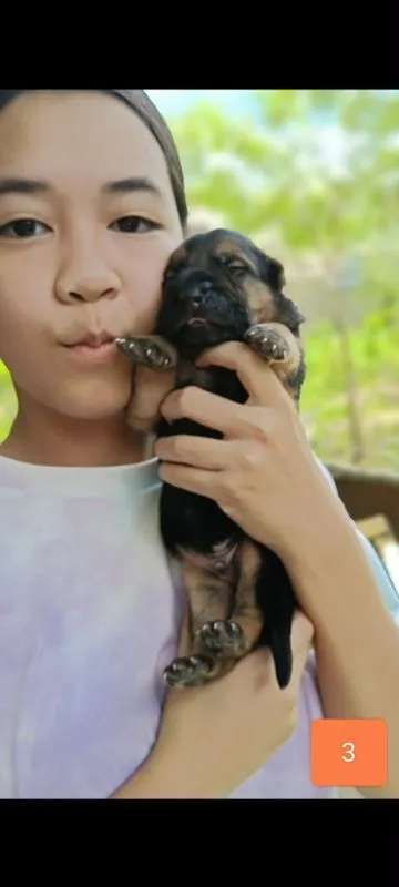 เยอรมันเชพเพิร์ดผู้3เปิดจอง