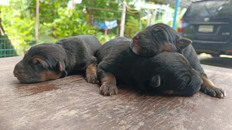 เยอรมันเชพเพิร์ดผู้3เปิดจอง