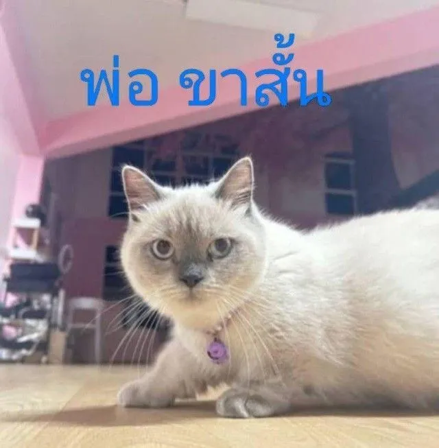 เด็กชาย มันช์กิ้น สก็อตติช