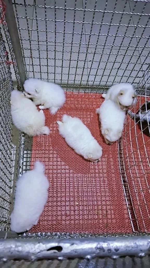ปอมขาว