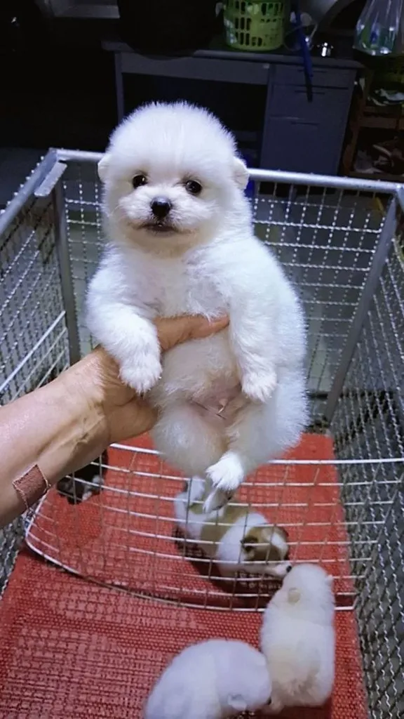 ปอมขาว