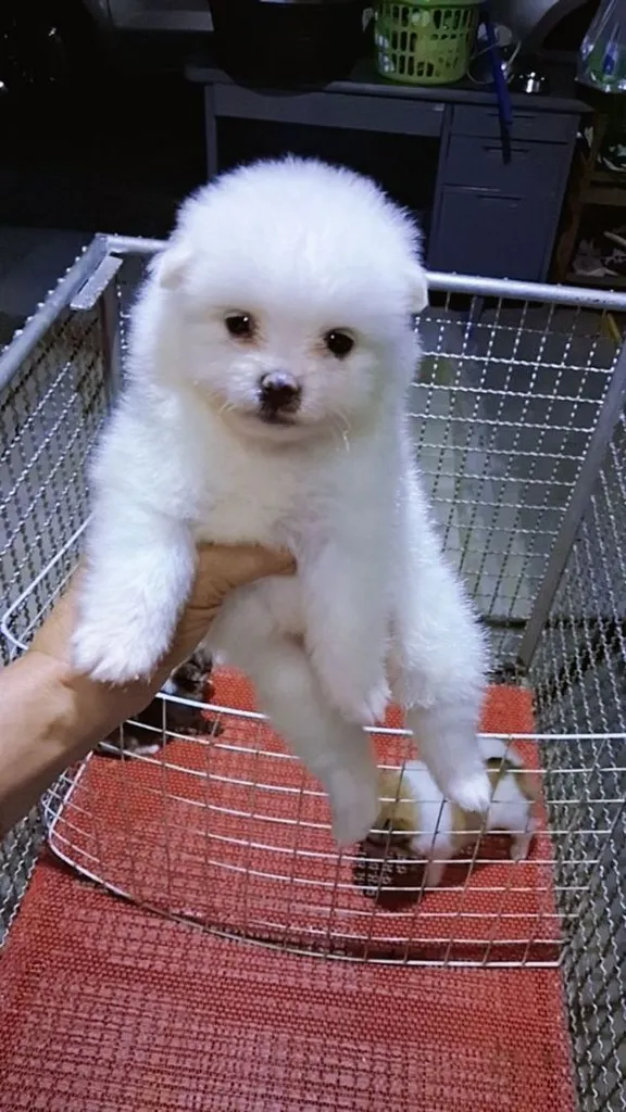 ปอมขาว
