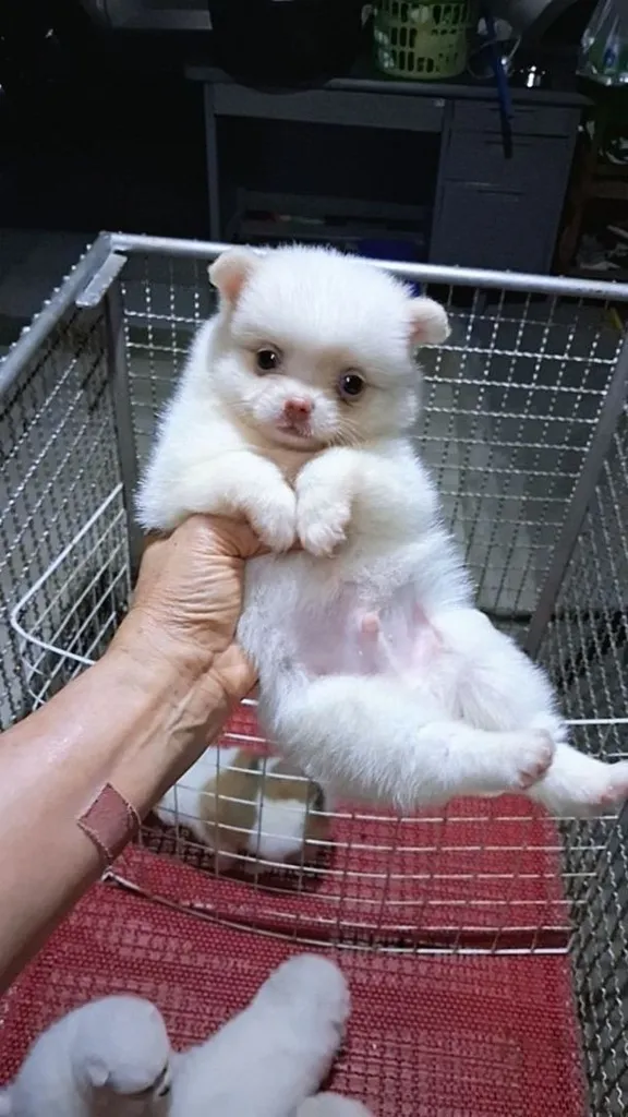 ปอมขาว