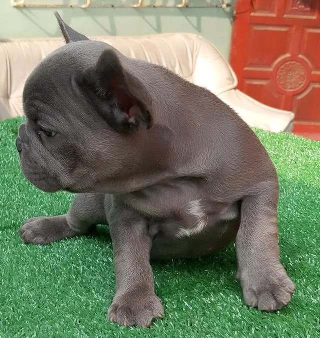 ลูกสุนัขเฟรนช์บูลด็อก