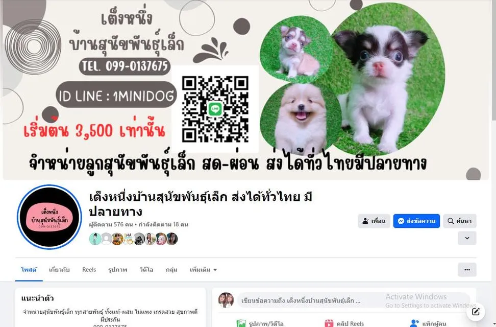 ขายเเล้ว!! ! ปอมชิวาว่า ช. 4500 ลดเหลือ 3500 วัคซีน ถ่ายพยาธิเทสลำไส้ พร้อมย้าย