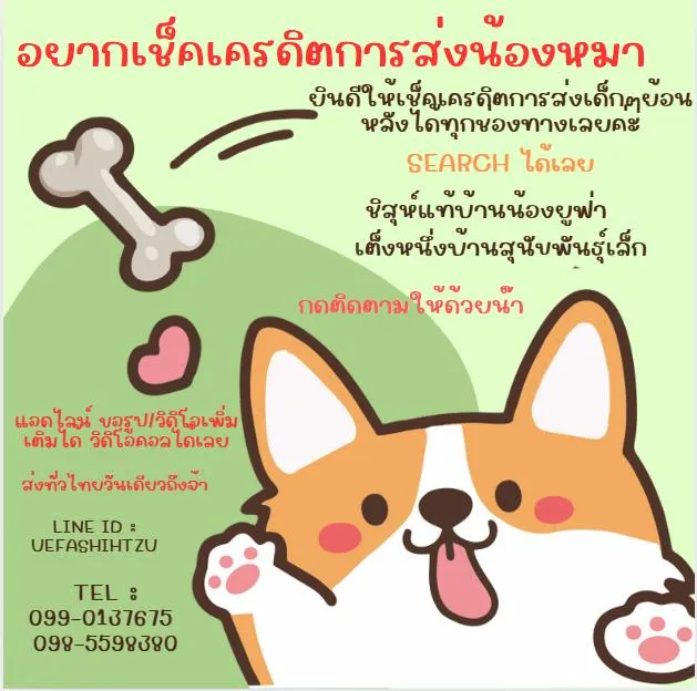 ขายเเล้ว!! ! ปอมชิวาว่า ช. 4500 ลดเหลือ 3500 วัคซีน ถ่ายพยาธิเทสลำไส้ พร้อมย้าย