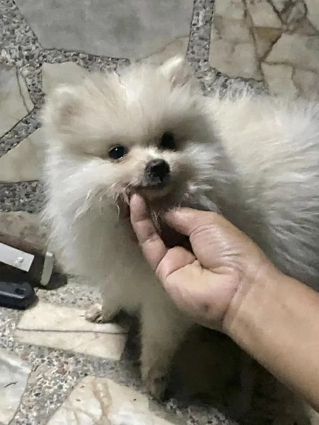สุนัขสายพันธ์เล็กปอมเมอเรเนียน