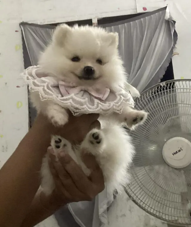 สุนัขสายพันธ์เล็กปอมเมอเรเนียน