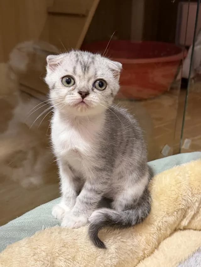 แมวสกอตติชหูพับ เพศเมีย