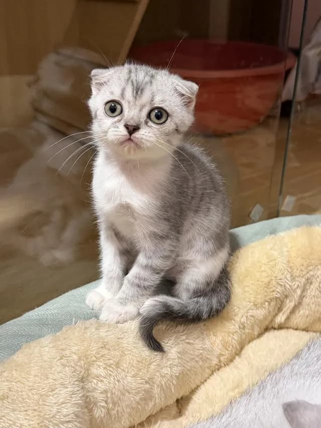 แมวสกอตติชหูพับ เพศเมีย