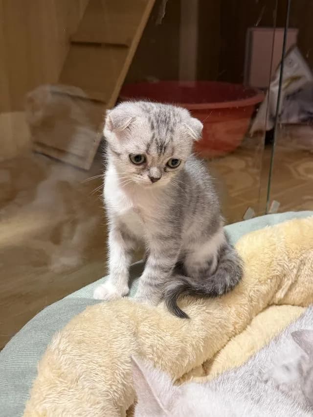 แมวสกอตติชหูพับ เพศเมีย
