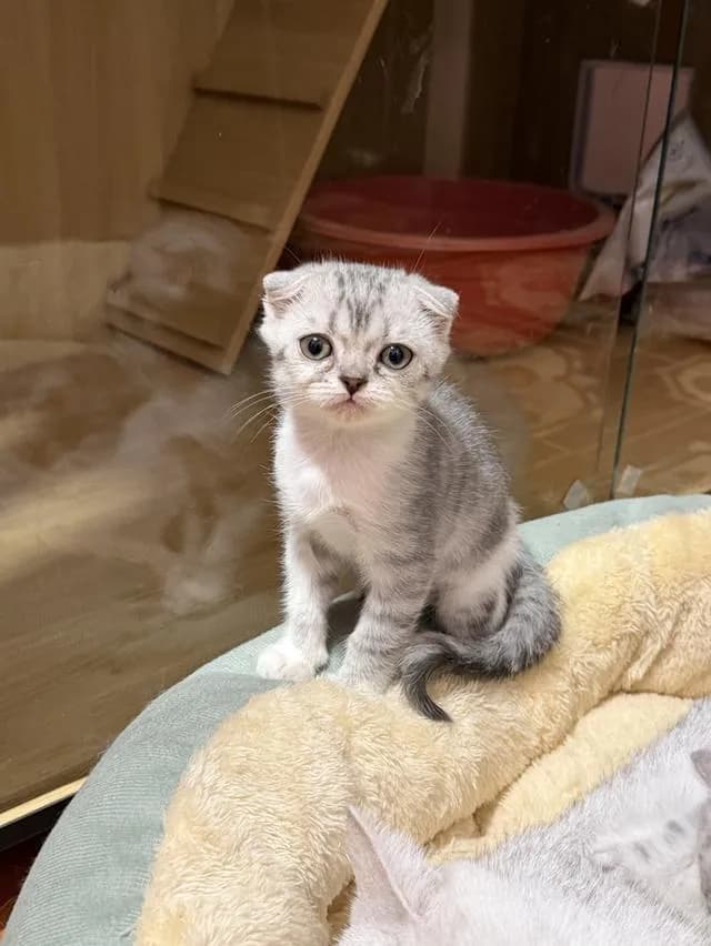 แมวสกอตติชหูพับ เพศเมีย