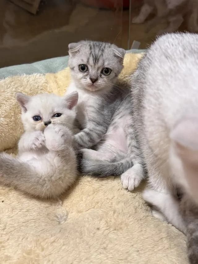 แมวสกอตติชหูพับ เพศเมีย