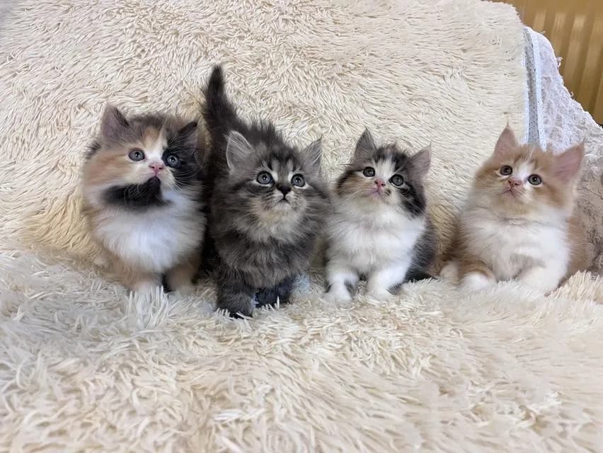 แมว เปอร์เซีย สามสีสีเทาสีส้ม